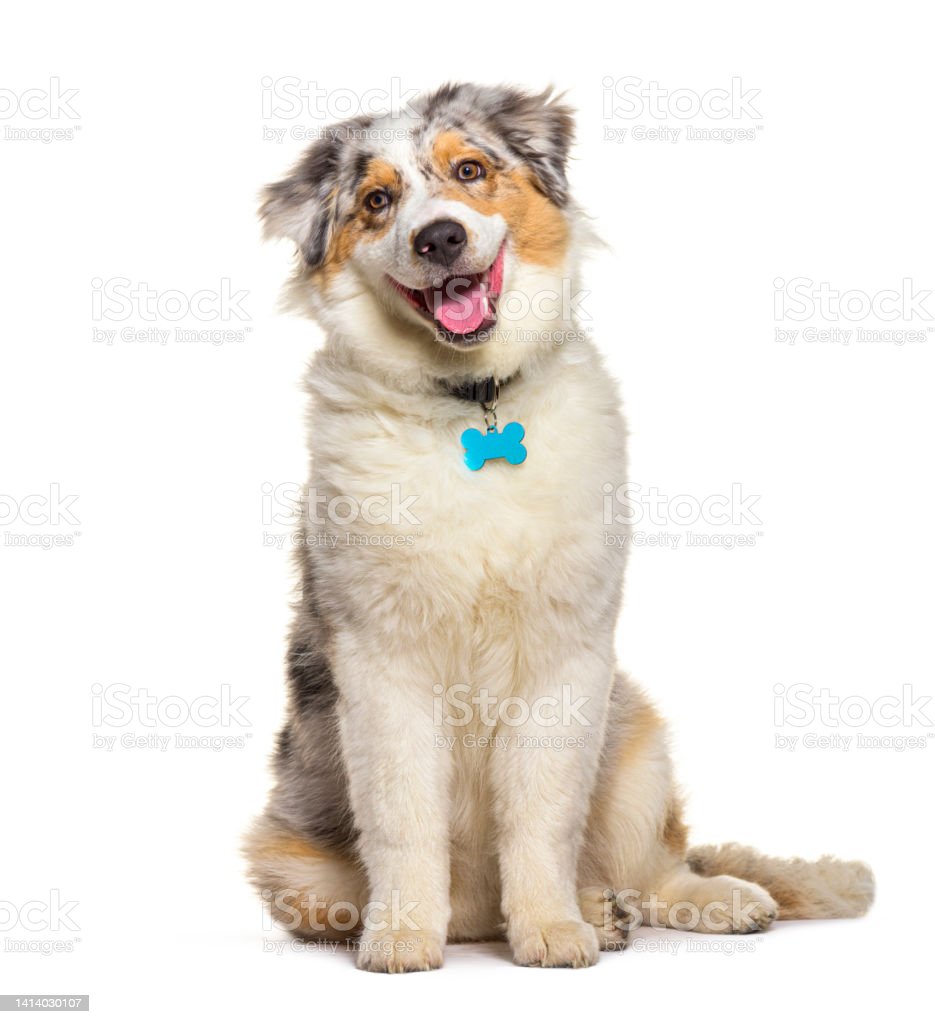 A dog photo